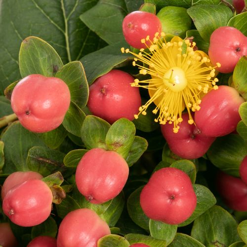 Hypericum orange/rot Tomato Flair 40cm