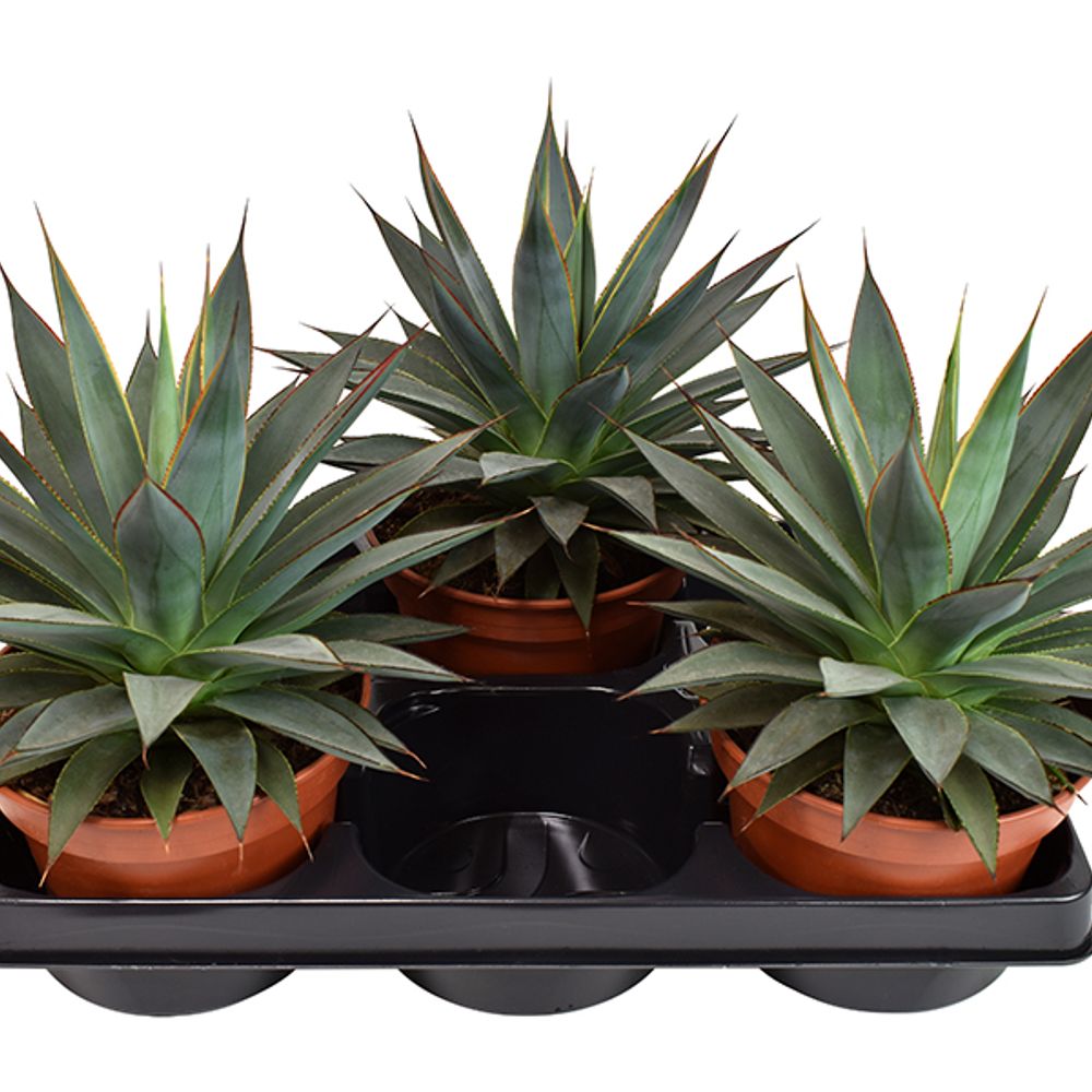 Agave Shaka Koko T15 H25
