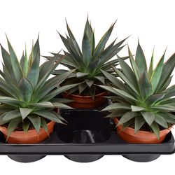 Agave Shaka Koko T15 H25