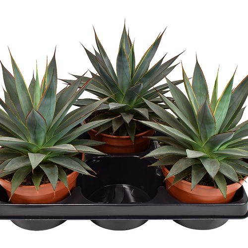 Agave Shaka Koko T15 H25
