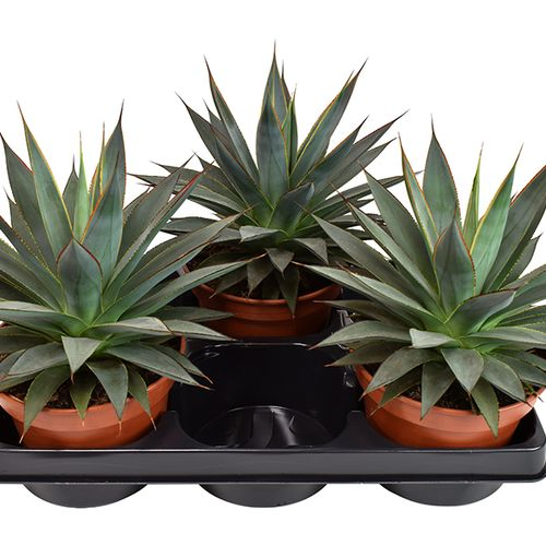 Agave Shaka Koko T15 H25