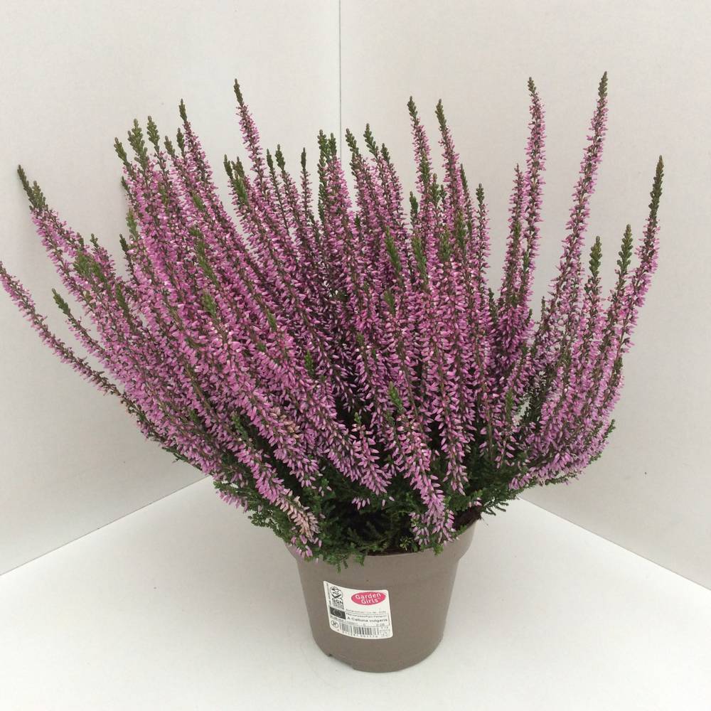 Calluna lila GG T13 H027