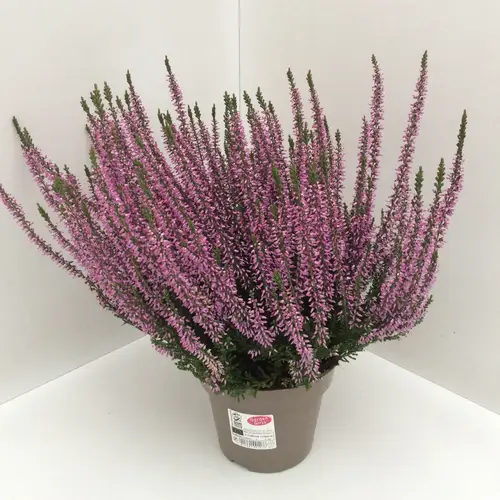 Calluna lila GG T13 H027