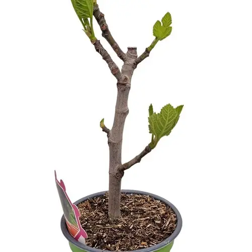 Ficus Carcia Strauch T14 H035