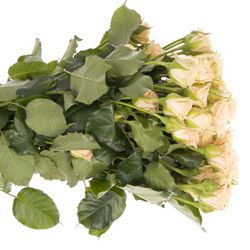 Rose verzweigt creme Tanja 5+Blüte 60cm