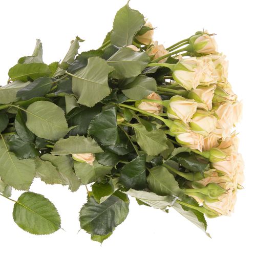 Rose verzweigt creme Tanja 5+Blüte 60cm
