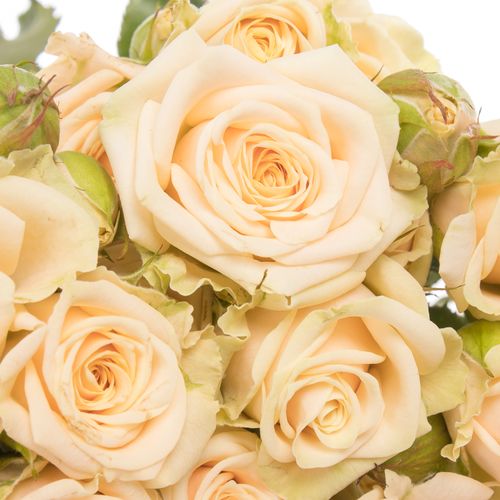 Rose verzweigt creme Tanja 5+Blüte 60cm