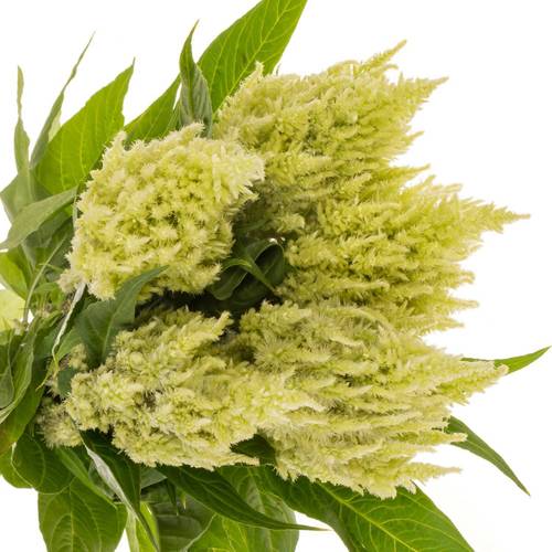 Celosia grün 85cm