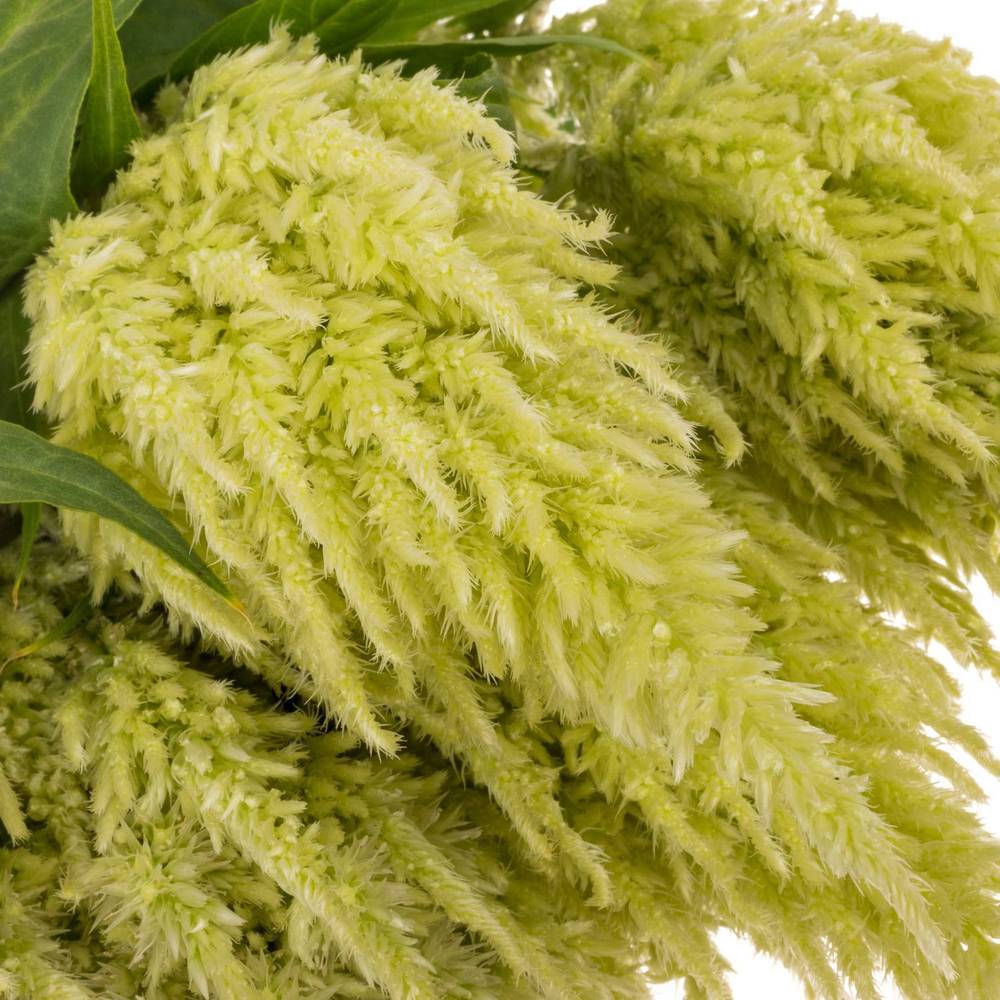 Celosia grün 85cm