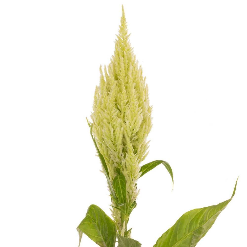 Celosia grün 85cm