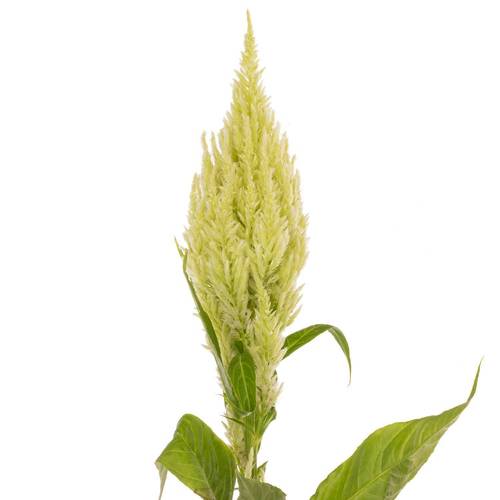 Celosia grün 85cm