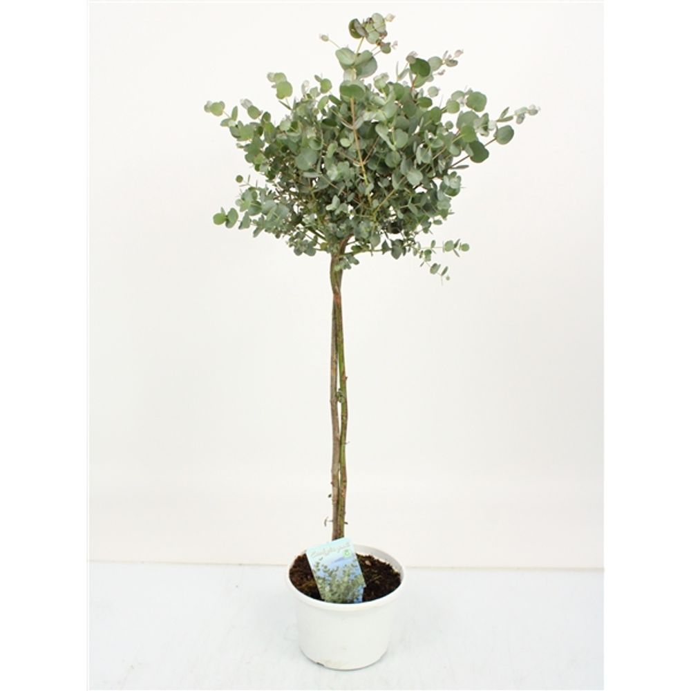 Eukalyptus Gunnii Stamm T17 H75