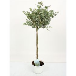 Eukalyptus Gunnii Stamm T17 H75
