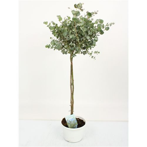 Eukalyptus Gunnii Stamm T17 H75