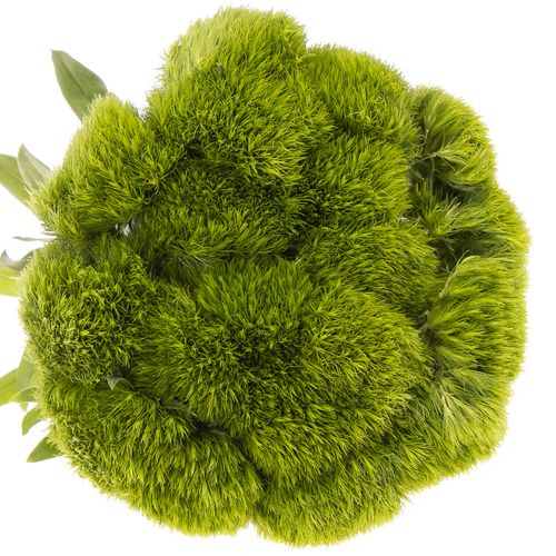 Bartnelke grün Greenball 70cm