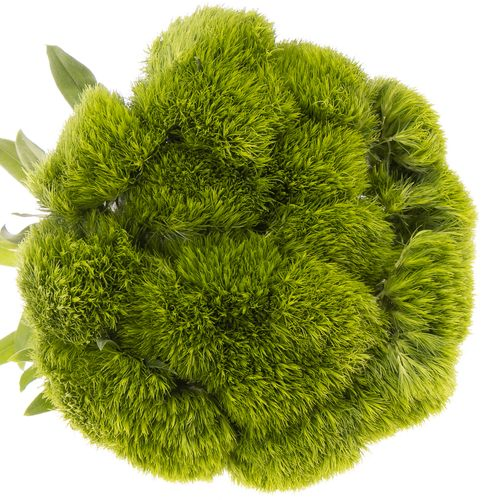 Bartnelke grün Greenball 70cm