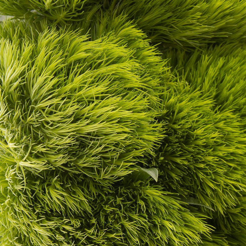 Bartnelke grün Greenball 70cm