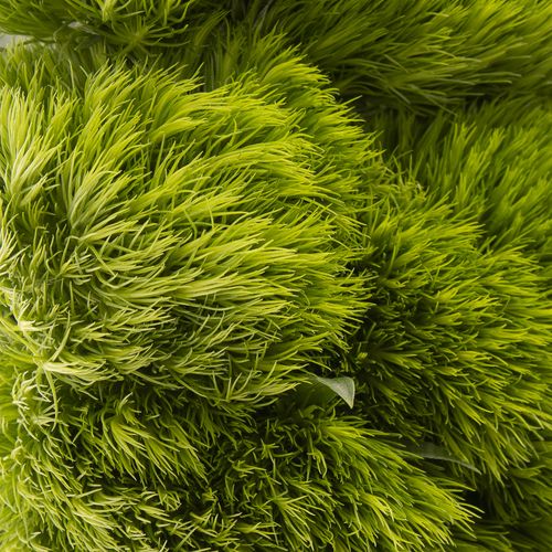 Bartnelke grün Greenball 70cm