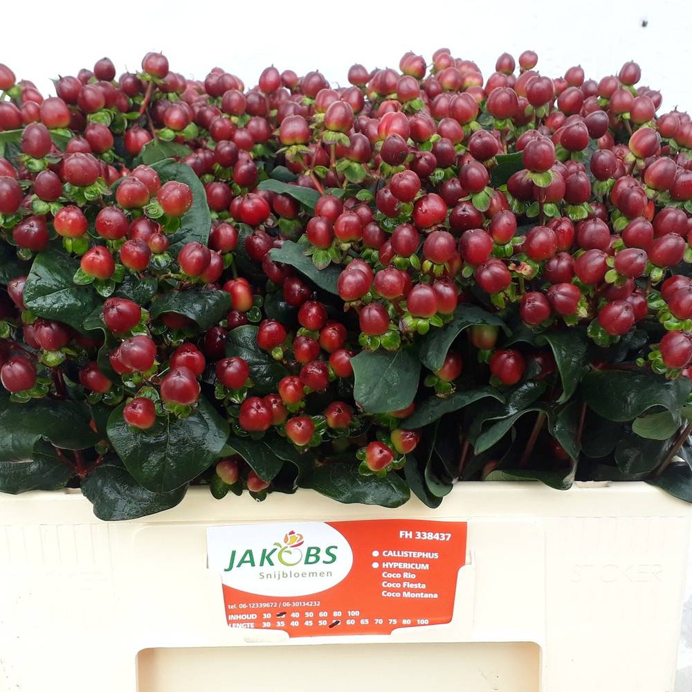 Hypericum braun Coco Montana 55cm