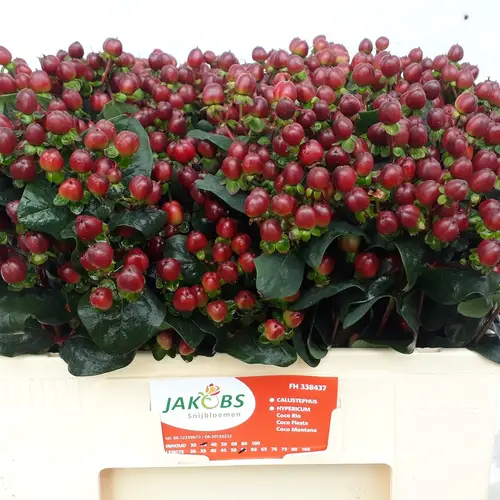 Hypericum braun Coco Montana 55cm