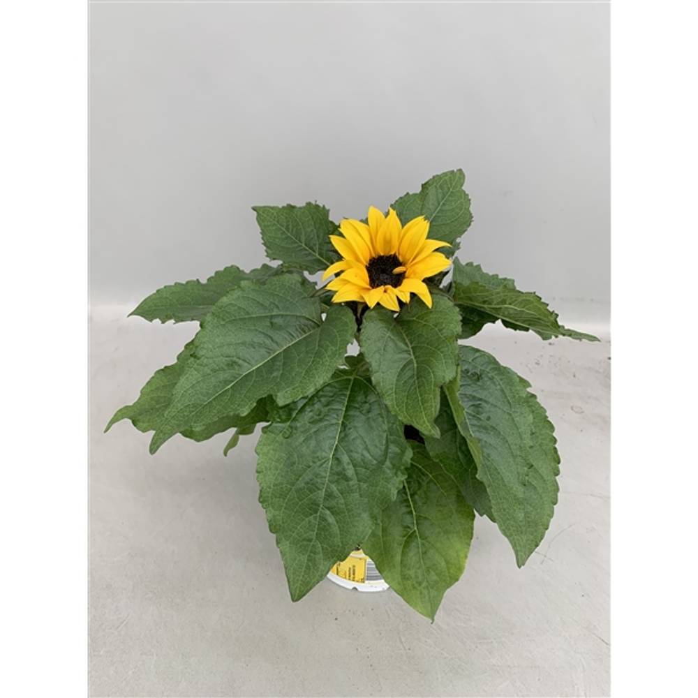 Sonnenblume Suns. T13 H30