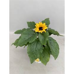 Sonnenblume Suns. T13 H30