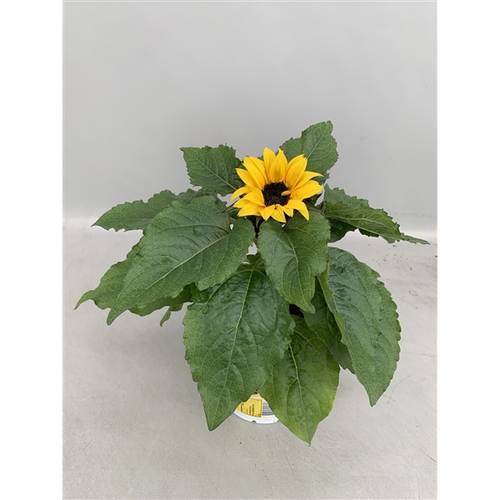 Sonnenblume Suns. T13 H30