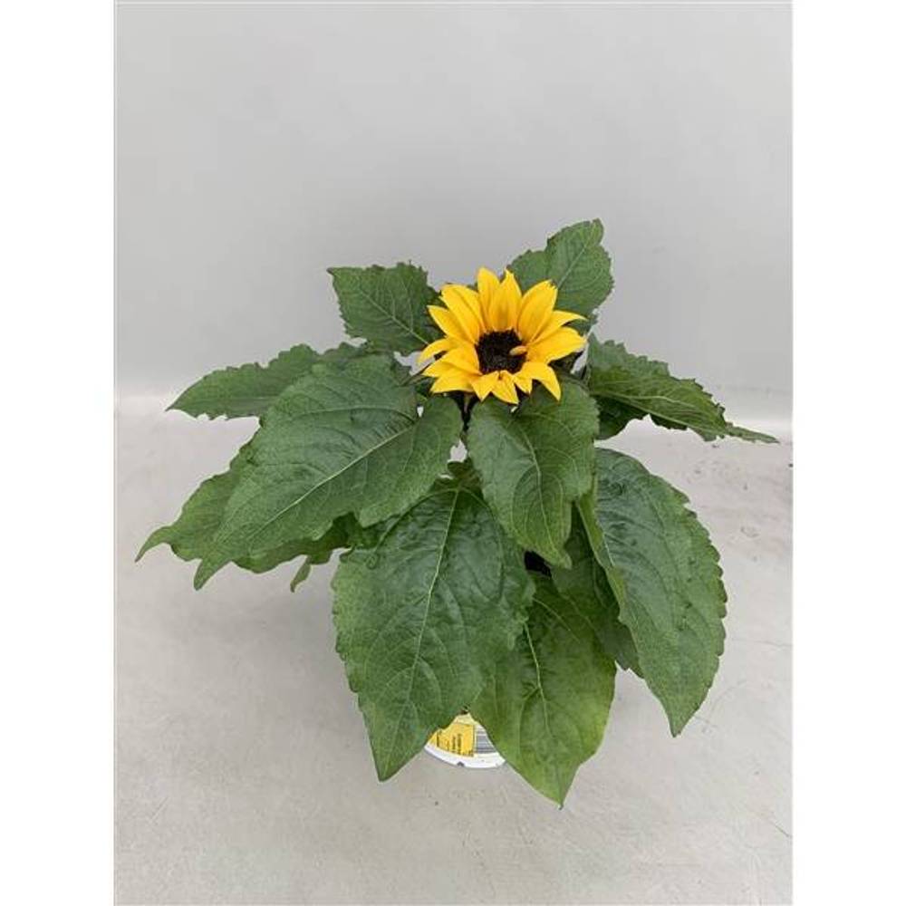 Sonnenblume gelb Sunsation T13 H030