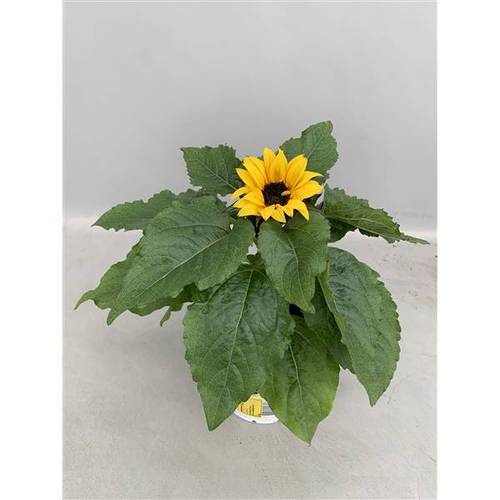 Sonnenblume gelb Sunsation T13 H030