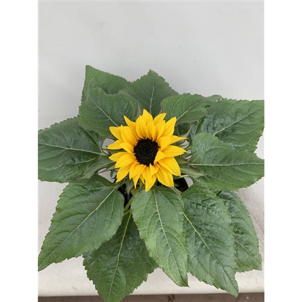 Sonnenblume Suns. T13 H30