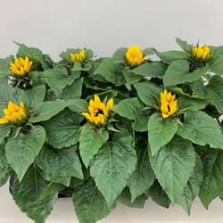 Sonnenblume gelb Sunsation T13 H030