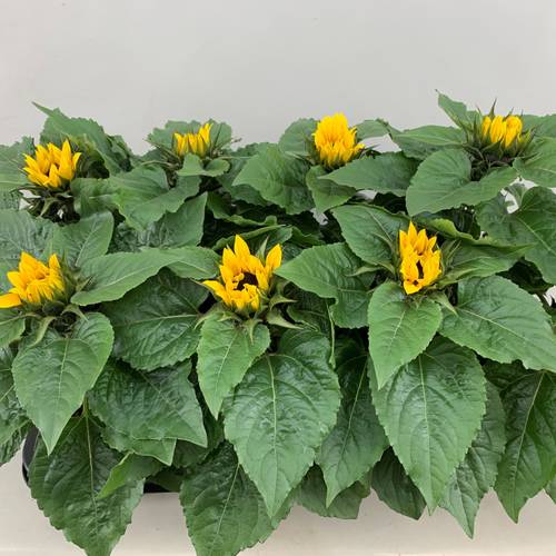 Sonnenblume gelb Sunsation T13 H030
