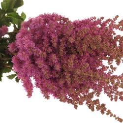 Spirea rosa Maggie Daley 55cm