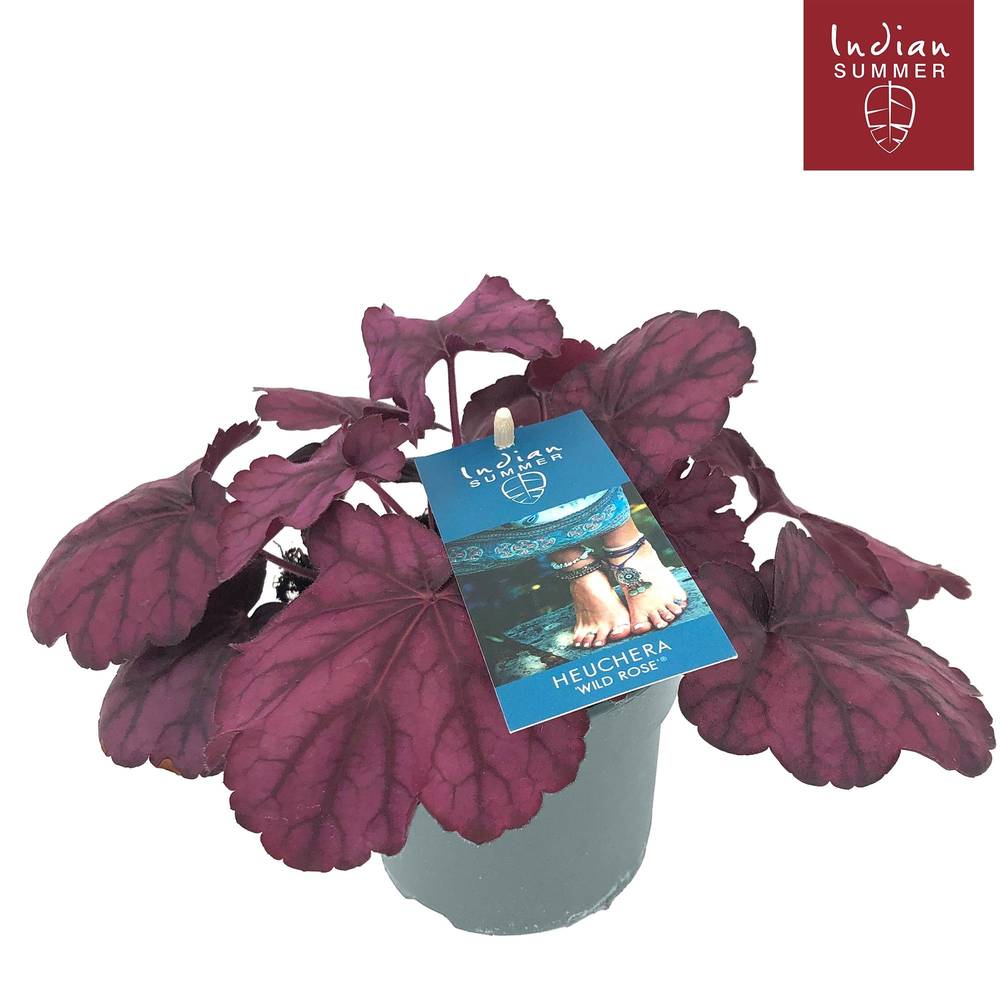 Heuchera mix Indian Summer T12 H025
