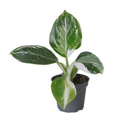 Philodendron Hybrid White Wizard T06 H010