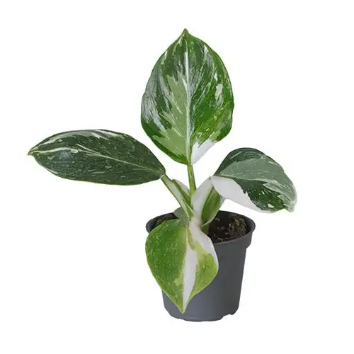 Philodendron Hybrid White Wizard T06 H010