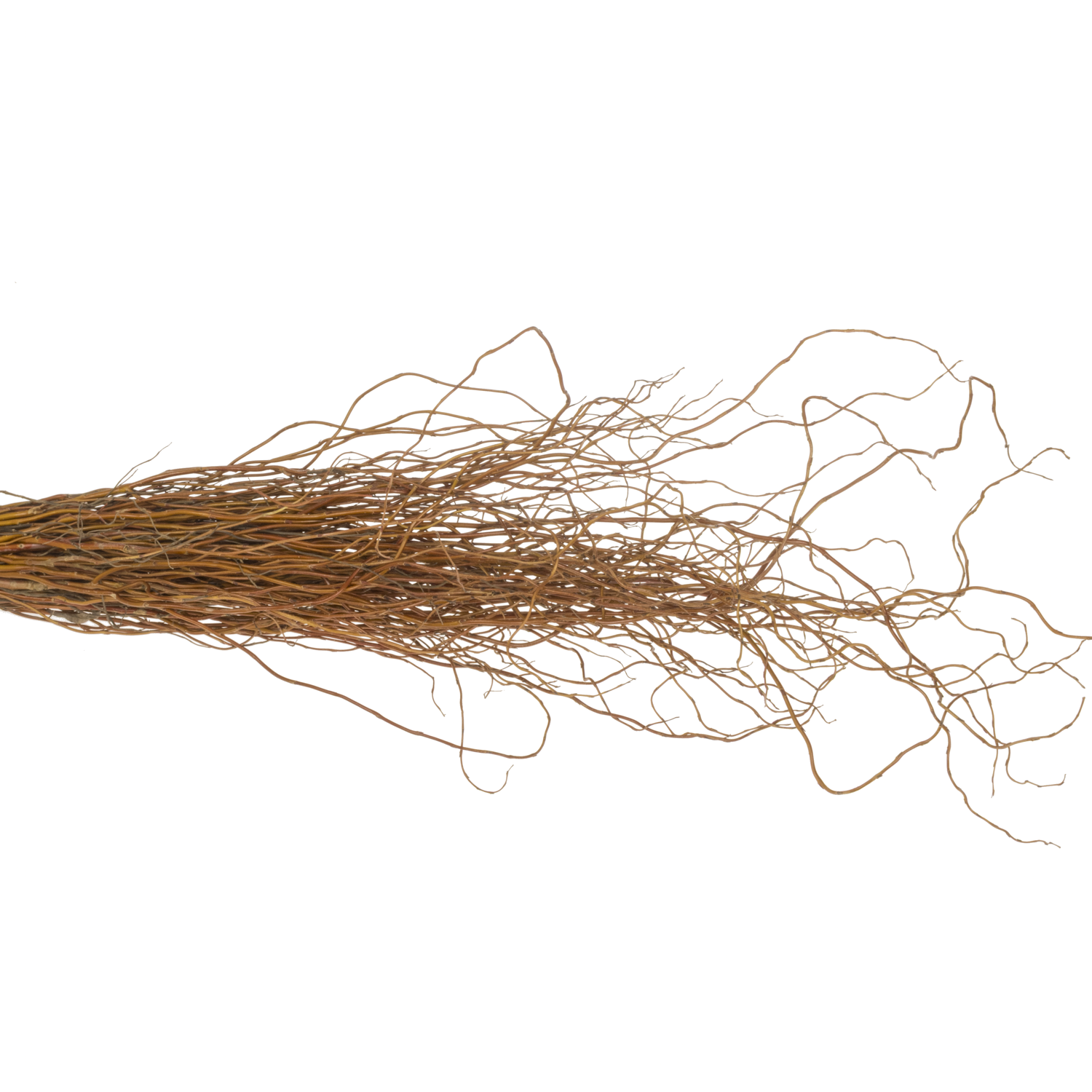 Salix Zweige Darts Snake pro Bund 100cm