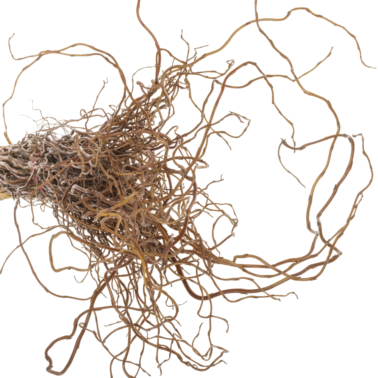 Salix Zweige Darts Snake pro Bund 100cm