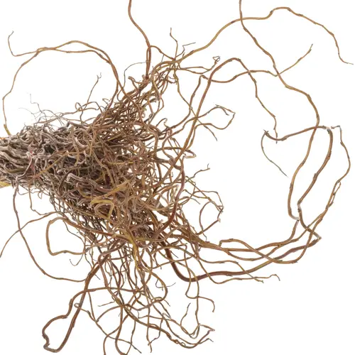 Salix Zweige Darts Snake pro Bund 100cm