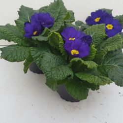 Pr.Acaulis blau T09 H015