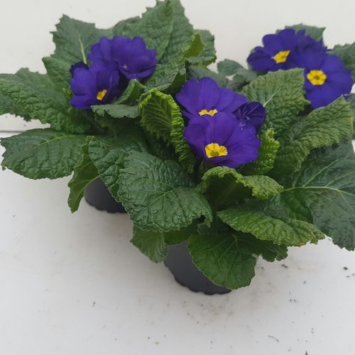 Pr.Acaulis blau T09 H015