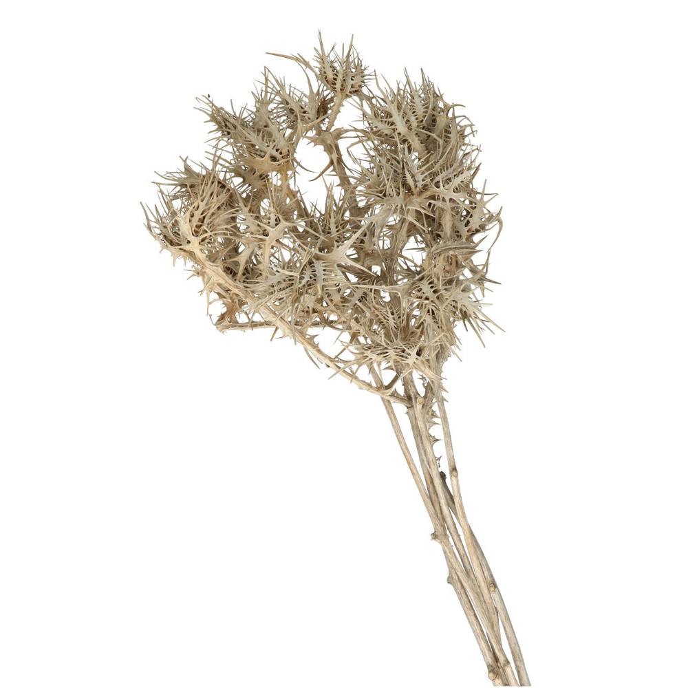 Trocken Zweig Eryngium 60cm