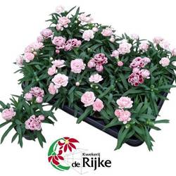 Dianthus mix mini T07 H015