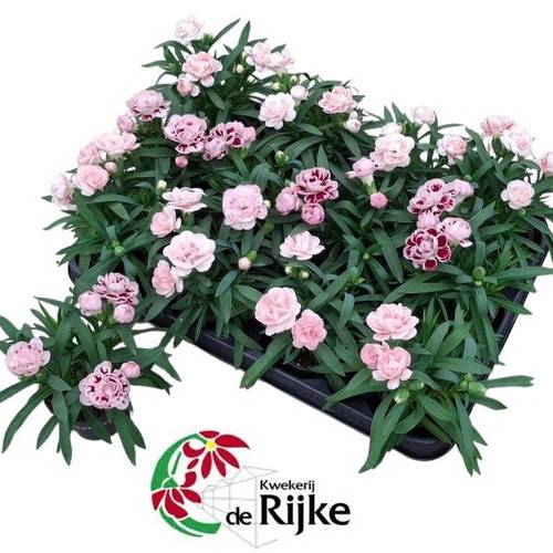 Dianthus mix mini T07 H015