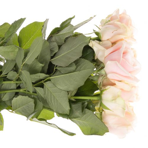 Rose apricot Pearl Avalanche 50cm