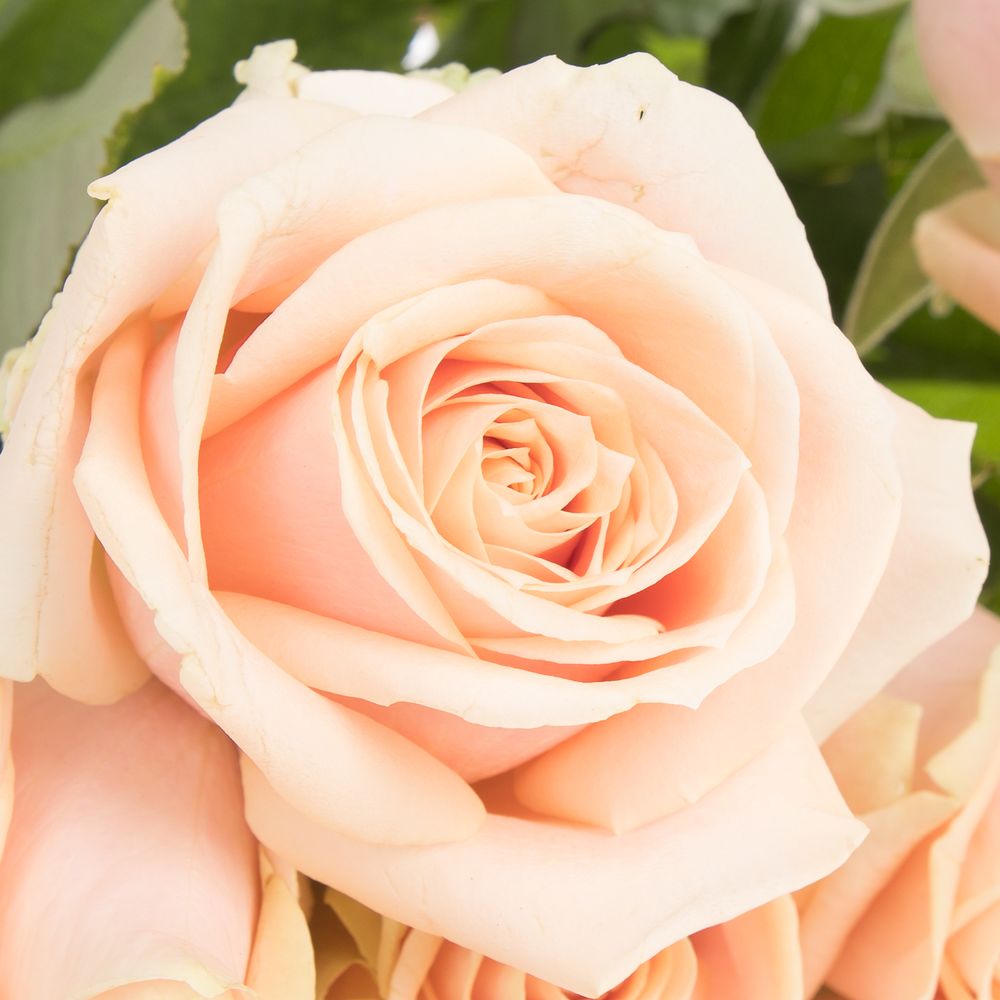Rose apricot Pearl Avalanche 50cm