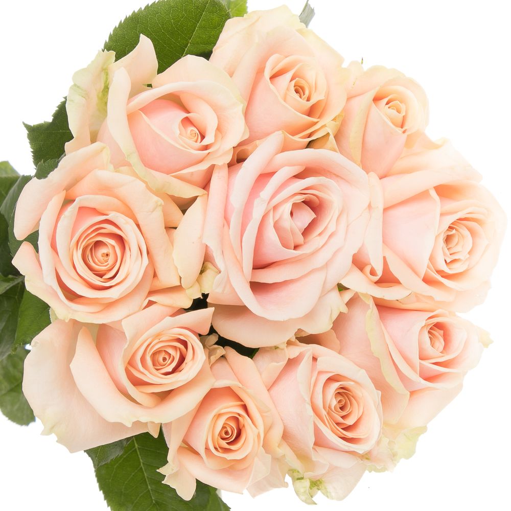 Rose apricot Pearl Avalanche 50cm
