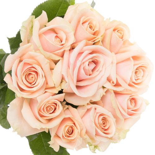 Rose apricot Pearl Avalanche 50cm