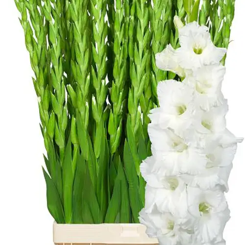 Gladiole weiss Essential 120 cm Extra lang