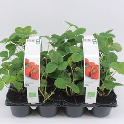 Bio Erdbeer spät T09 H12